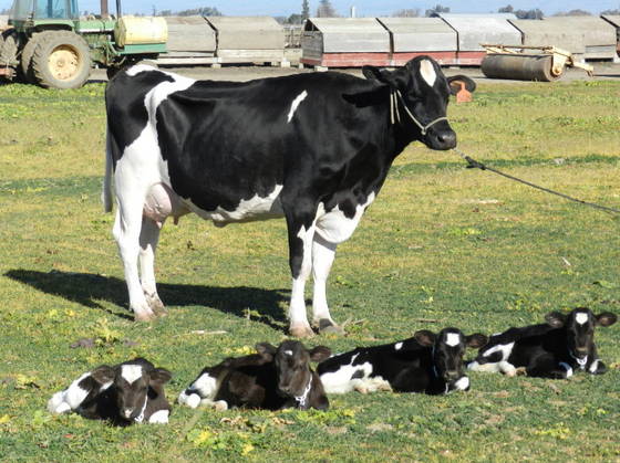 Sell Alive Cattle Calves