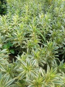 Wholesale garden ornaments: Dracaena Reflexa - Song of India