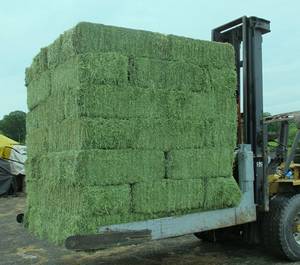 Wholesale Animal Feed: Alfalfa Hay Pellets