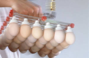 Wholesale top quality: Fertilized Broiler Eggs