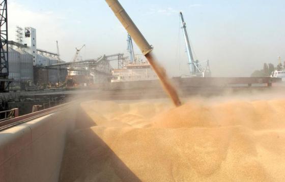 Sell wheat, barley, corn grain from Russia.