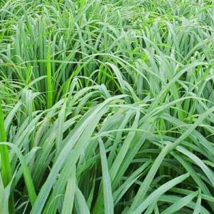 Wholesale fresh lemongrass: Citronella Java Oil (CT-001)