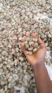 Wholesale Nuts & Kernels: Raw Cashew Nuts for Sale.
