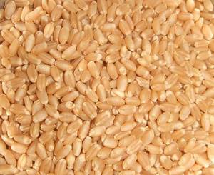 Wholesale Wheat: Hard Red Winter Milling Wheat