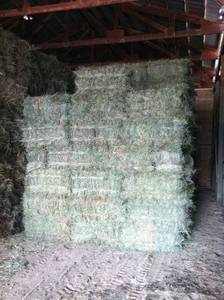 Wholesale alfalfa grass: Alfalfa Hay Bales, Oats Hay, Rhodes Grass