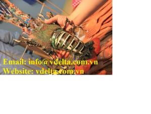 Wholesale mau: Lobster Fresh Lobster Best Price High Quality - From Vietnamese