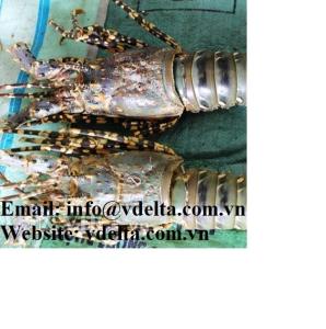 Wholesale animal feed: Dried Lobster Shell for Home Decor /Animal Feed