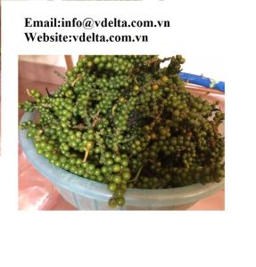 Wholesale spice: Natural Green Pepper Viet Nam High Quality