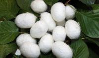 Sell Silkworm cocoon ball