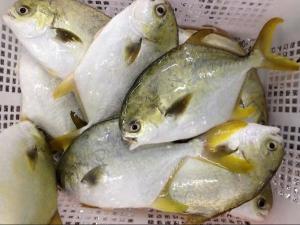 Wholesale whole frozen fish: IQF Frozen Gold Pomfret Fish for Market