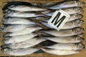 Wholesale Fish & Seafood: Frozen Fresh Horse Mackerel Fish