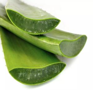 Wholesale original aloe vera drink: Cheap Aloe Vera Leaves for Jelly and Drinking From Vietnam
