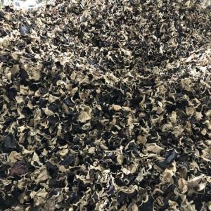 Wholesale Dried Mushrooms: Dried Wood Ear Mushroom with Cheap Price From Vietnam