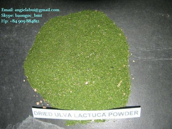 Sell Ulva Lactuca Linnaeus (green seaweed), sea lettuce, green alga 