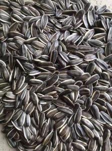 Wholesale Nuts & Kernels: Sunflower Kernel