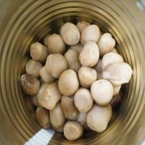 Wholesale canned whole mushroom: Canned Straw Mushroom