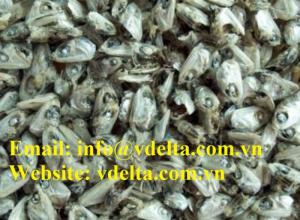 Wholesale mau: Anchovy Head Fish for Exporting