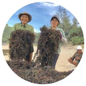 Wholesale uruguay: Vietnam High Quality Sargassum Seaweed Good Price/ Ms.Lucy +84 929 397 651