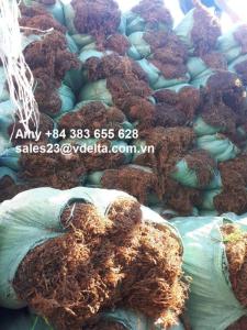 Wholesale seaweed tea: Big Leaves Sargassum Seaweed/ Sargassum Seaweed Powder for Animal Feed and Fertilizer - Amy +84 383