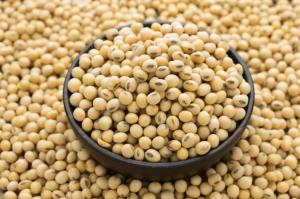Wholesale lighting: Soy Beans