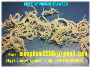 Wholesale spinosum seaweed: Spinosum Seaweed, E. Cottonii