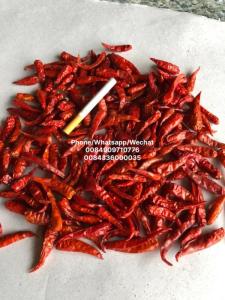 Wholesale dried chili: Dried Chili