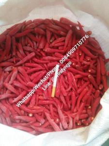 Wholesale chili pepper with best price: Frozen Chili