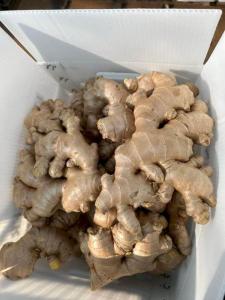 Wholesale fresh ginger: Fresh Ginger Root