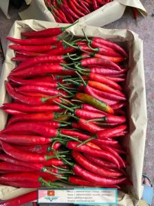 Wholesale basket: Dalat Fresh Horn Chili From Vietnam Exporting with Standard Quality