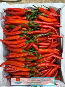 Wholesale plastic raw materials: Dalat Fresh Horn Chili From Vietnam Exporting with Standard Quality, 100% Organic and the Best Price