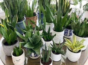 Wholesale outdoor: Indoor and Outdoor Plants - Sansivieria