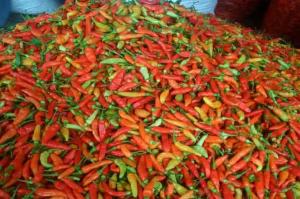 Wholesale pepper: Chilli - Cayenne Pepper - Fresh