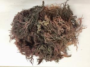 Wholesale spinosum seaweed: Euchema Spinosum