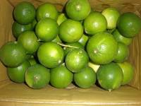 Fresh Lime - Seeded and Seedless - Best Price in Vietnam