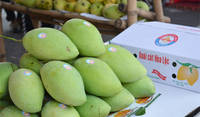 Vietnam Fresh Honey Mango - Competitive Price & Quality
