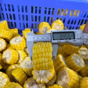 Wholesale food: Frozen Corn Kernels IQF Corn Ribs From Vietnam Baby Corn