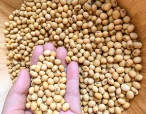 Wholesale soybean: Soybeans