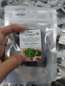 Wholesale bags: Natural Green GCAP VN Manufacturer Green Food Seasoned Salted Sea Grapes 100 Grams with Zipper Bag