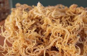 Wholesale dried eucheuma: Dried Purple and Golden Seamoss Supply Large Quantity Dried Eucheuma Cottonii Sea Moss Irish Moss