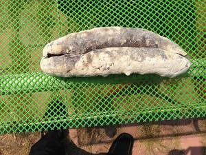 Wholesale her: Dried White Teat Sea Cucumber