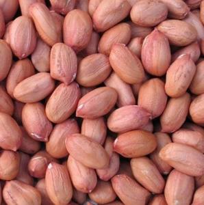 Wholesale moisturizing pack: Raw Java Peanut or Groundnut Kernels (Bold Peanut and Peanut in Shell).