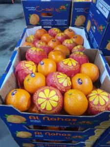 Wholesale Citrus Fruit: Fresh Navel Orange