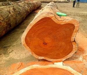Wholesale redwood: REDWOOD Round Logs,SPRUCE Round Logs From SA