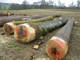 Hard Wood Round Logs (OAK,MAPLE,MAHOGANY)