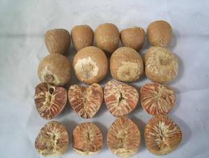 Wholesale whole betel nut: Dried Split / Whole Mature Betel Nut / Areca Nuts