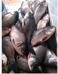 Wholesale frozen fish: Frozen Whole Tilapia Fish Fresh Red Black Tilapia
