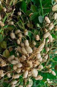 Wholesale nut: Organic Ground Nuts Raw Peanut Buy At Affordable Price