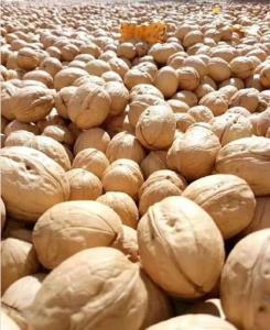 Wholesale in shell walnut: Best Quality Chinese Walnuts in Shell Wholesale