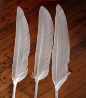 We Buy White Duck and Goose Feather Quill