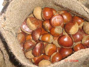 Wholesale Nuts & Kernels: Chestnut